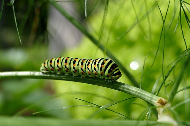 Butterfly wings, as well as beauty